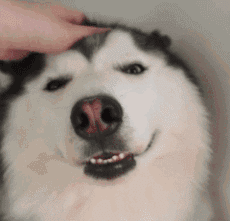 Good Dog — Reaction meme