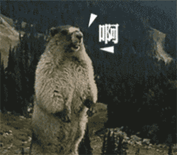 土拨鼠啊 Screaming Marmot — Reaction meme