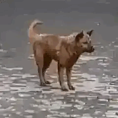 Dog Vibing — Reaction meme