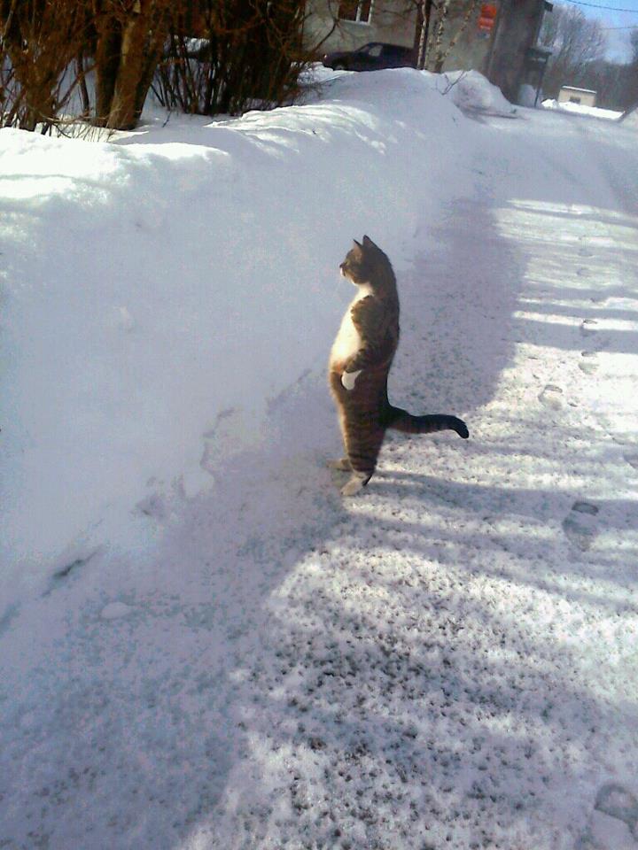 Cat staring at snow — Reaction meme