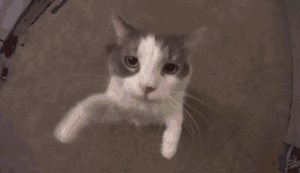 Cat Hug Kiss — Reaction meme
