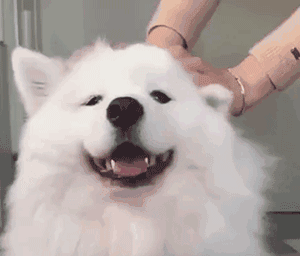 Comforting Dog — Reaction meme