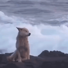 Lonely Wolf — Reaction meme