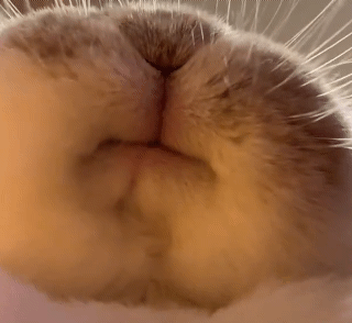 Rabbit Chewing — Reaction meme