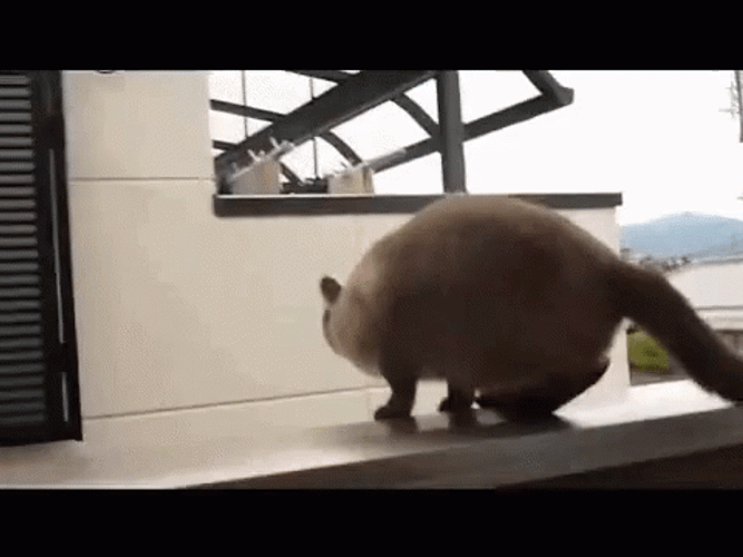Cat jump fail — Reaction meme