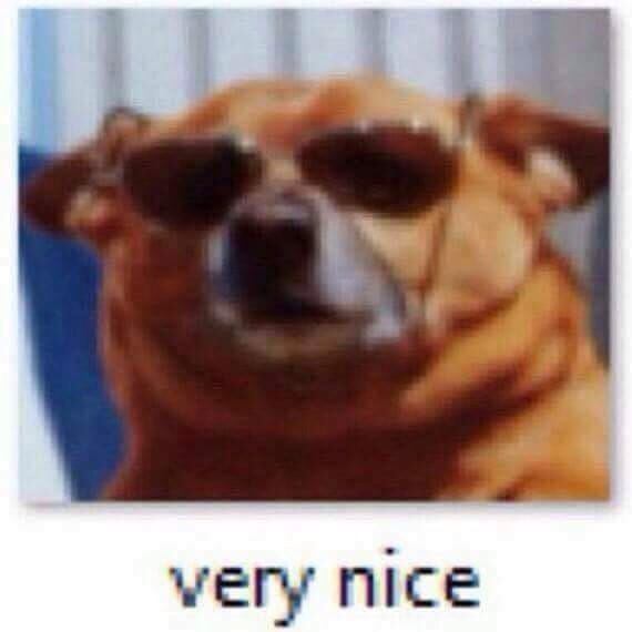 Dog sunglasses very nice — Reaction meme