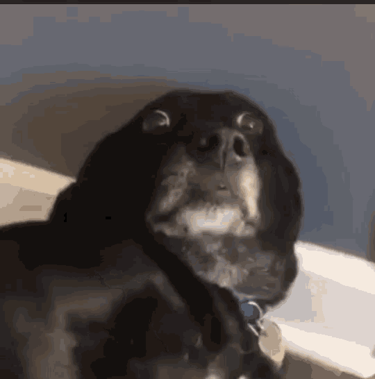 Dog scared face big eyes — Reaction meme