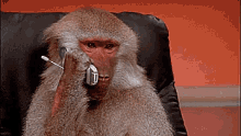 Baboon on the Phone — Reaction meme
