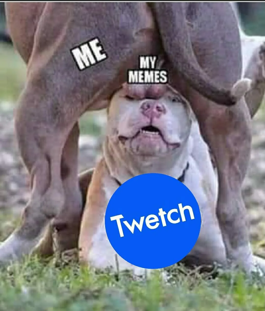 MemeBag — Twetch meme