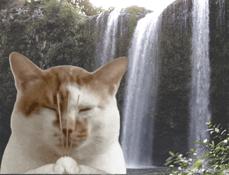 Cat Burning Incense Praying — Memes meme