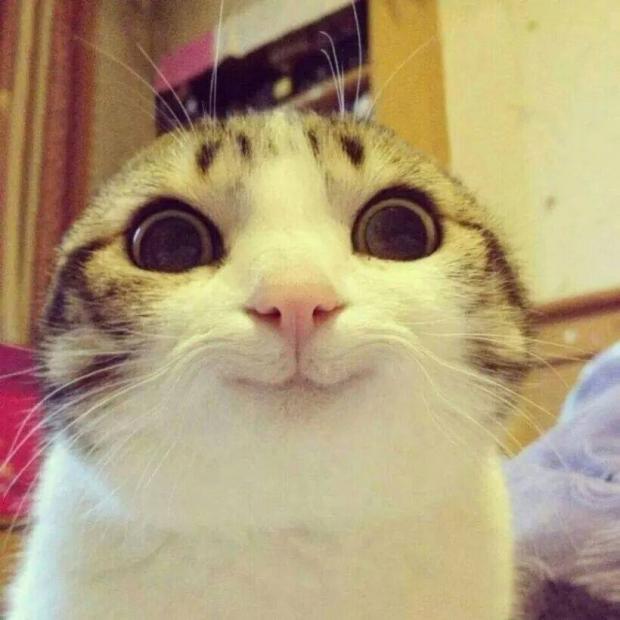 Smiling Cat meme template — Templates meme