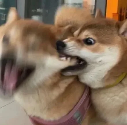 Dog Biting Dog — Reaction meme