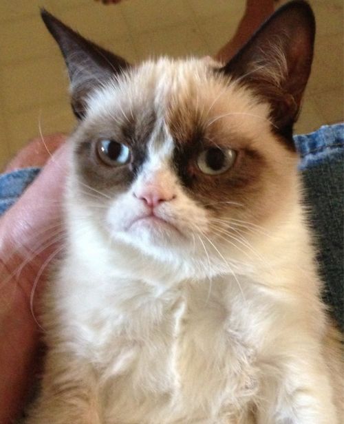 Grumpy Cat meme template — Templates meme