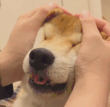 Dog Face Massage — Reaction meme