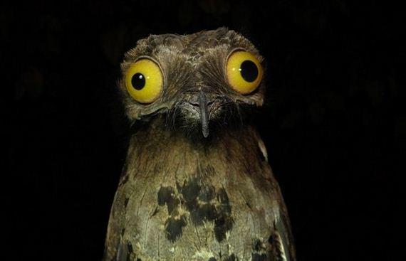 Weird Stuff I Do Potoo meme template — Templates meme
