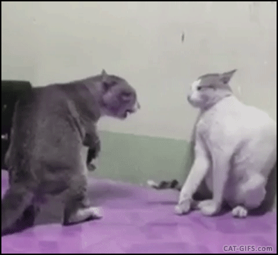Cat arms fight — Reaction meme