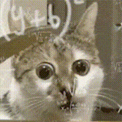 Cat Calculating — Reaction meme