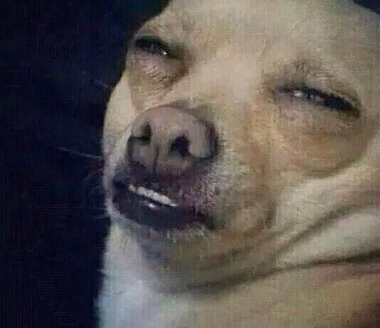 Dog making face — Reaction meme