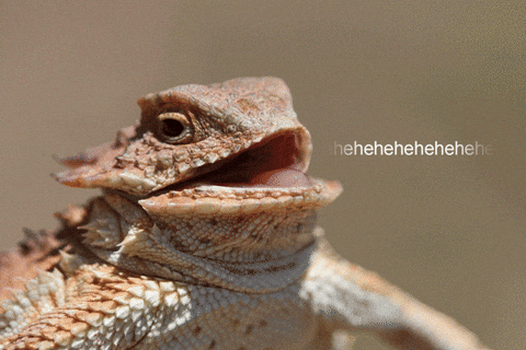 Lizard Laughing — Reaction meme