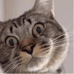 Cat Curious — Reaction meme