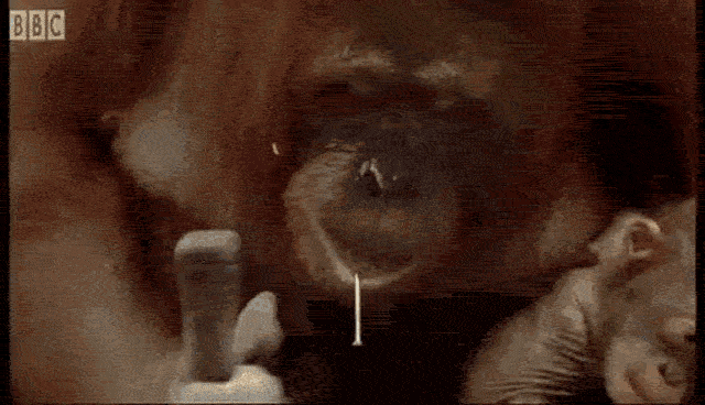 Orangutan Using Hammer — Reaction meme