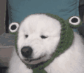 Dog with Frog Scarf — Reaction meme