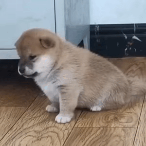 Dog Turn Away Angry — Reaction meme