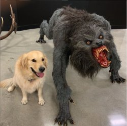 Dog vs werewolf meme template — Templates meme