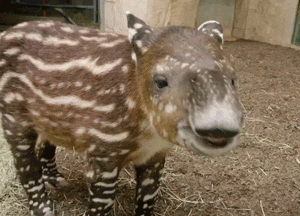 Tapir sniffing — Reaction meme