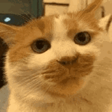 Cat Look Up and Down — Reaction meme