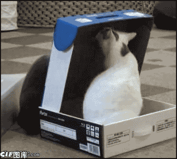 Cat in a Box — Memes meme