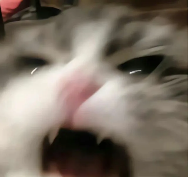Cat Yelling — Reaction meme