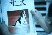 Missing Dog — Memes meme