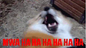 Fox ROFL — Reaction meme