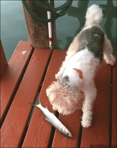 Fish scares dog — Memes meme
