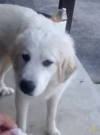 Dog disgusted — Reaction meme