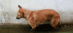 Sleepy Dog Woke Up — Memes meme
