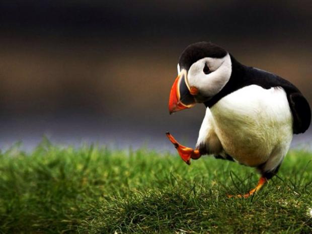 Unpopular Opinion Puffin meme template — Templates meme