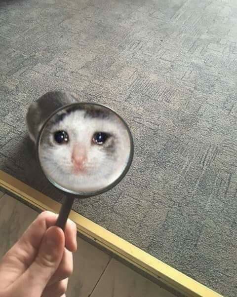 Crying cat magnifying glass — Reaction meme