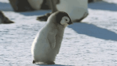 Baby Penguin Running — Reaction meme