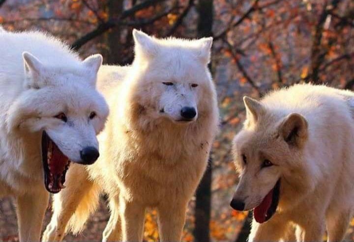 Laughing wolf meme template — Templates meme