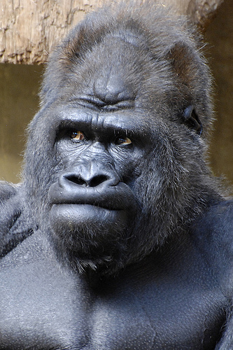 Gorilla unimpressed — Reaction meme