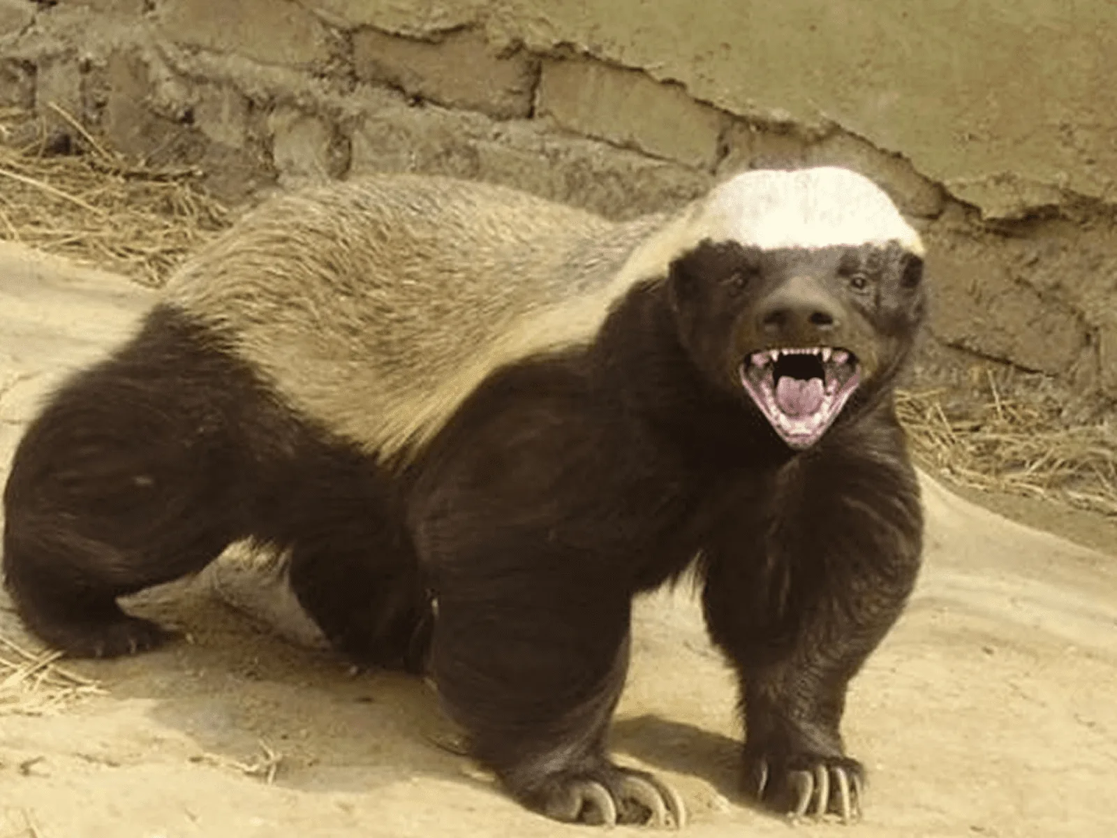 Honey Badger Showing Grill — Templates meme