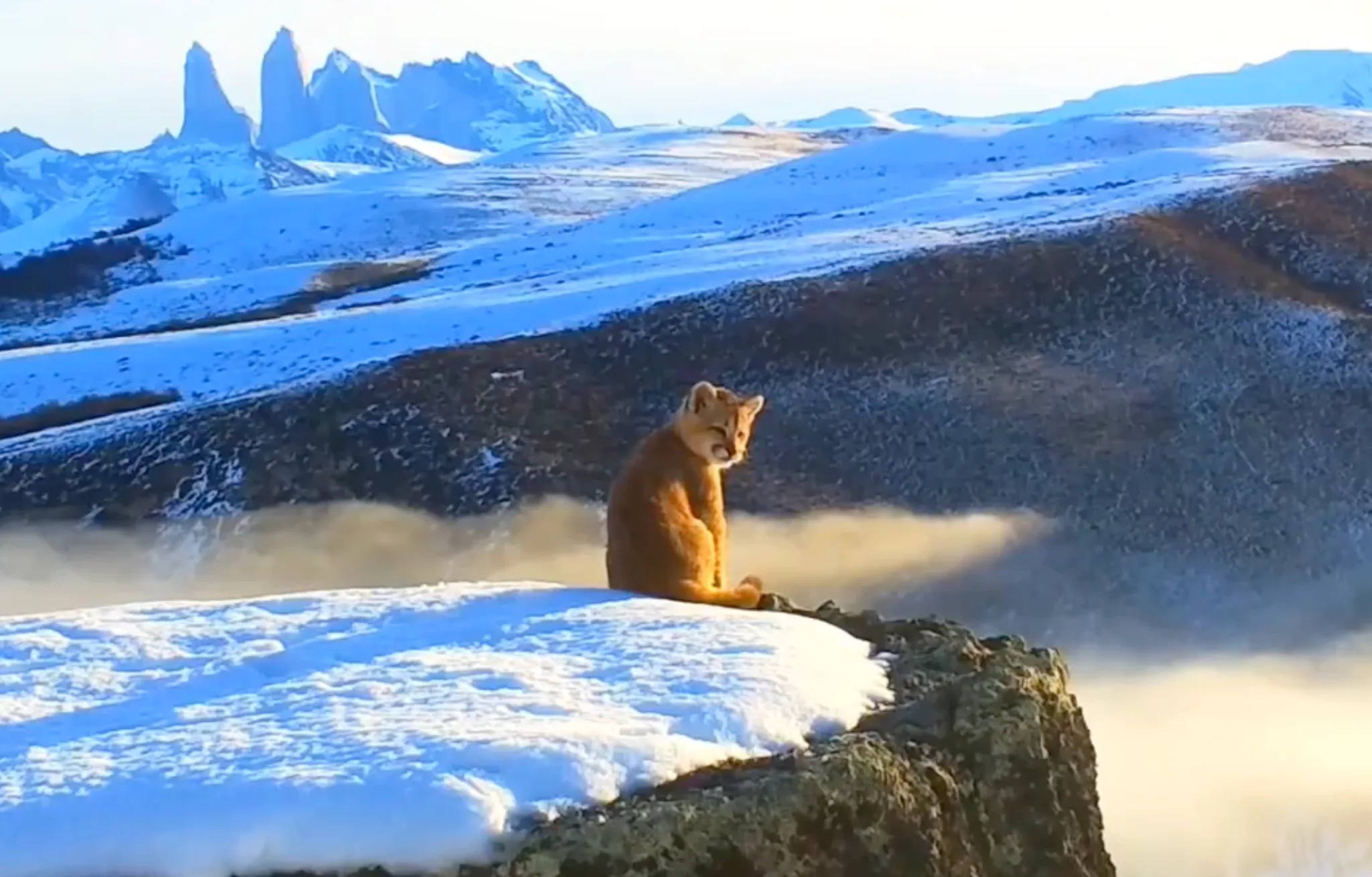 Puma Cub Sitting on Snowy Cliffside — Templates meme