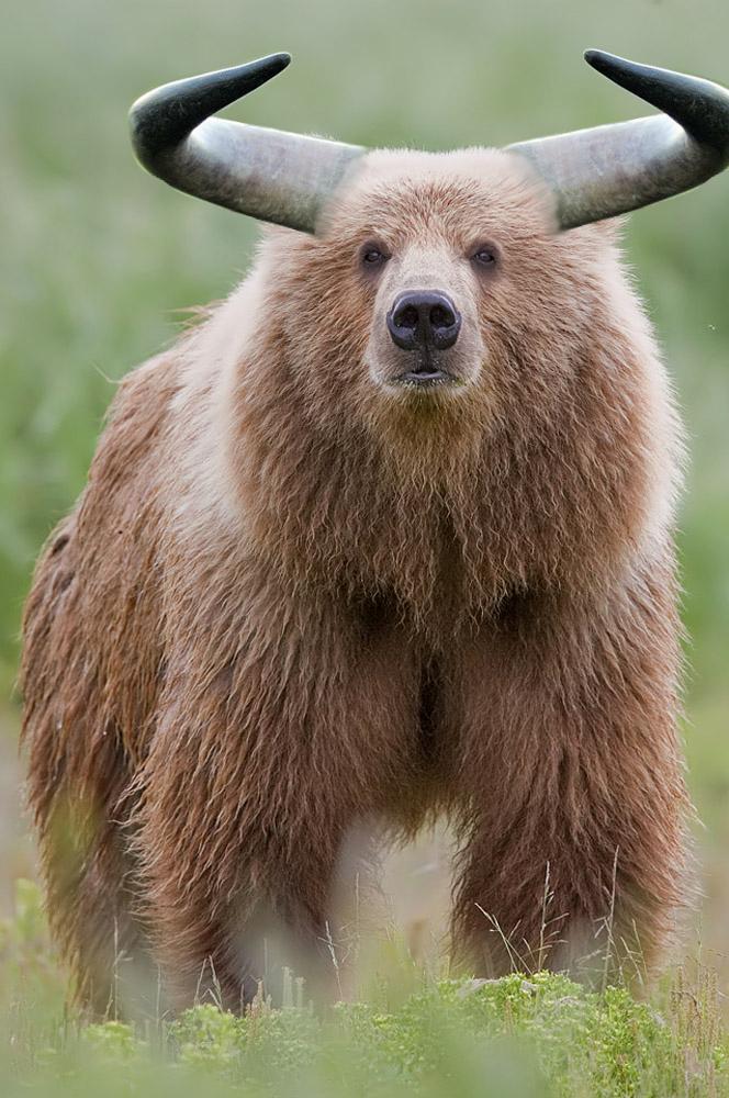 Bear bull horns — Reaction meme