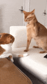Cat slap — Reaction meme