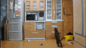 Nice Catch Cat — Memes meme