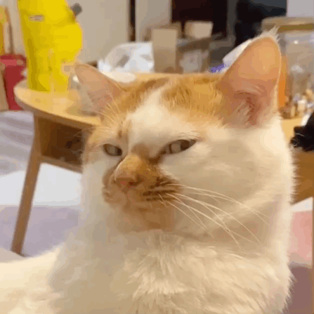 Cat Doubting — Reaction meme