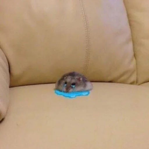 Tiny hamster on couch Cali Pack 3 sticker — Sticker Packs meme