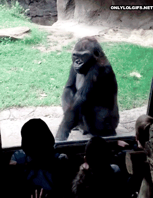 Gorilla Cracking Zoo Glass — Reaction meme